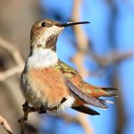 Hummer6.jpg