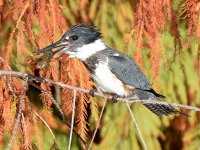 Kingfisher.jpg