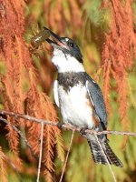Kingfisher5.jpg