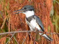 Kingfisher11.jpg