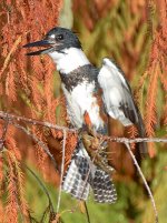 Kingfisher9.jpg