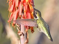 Hummer24.jpg