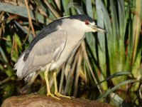 BlackHeron6.jpg