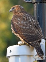 Hawk6.jpg