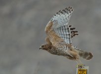 ROY_3350.JPG