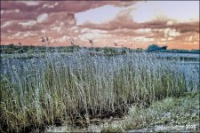 12-21-15 Loxahatchee IR    2.jpg