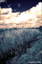 12-21-15 Loxahatchee IR    1.jpg