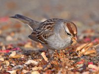 Sparrow.jpg