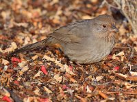 Towhees4.jpg