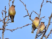 Waxwing2.jpg