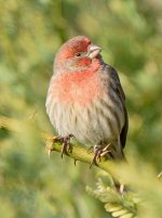 Finch2.jpg