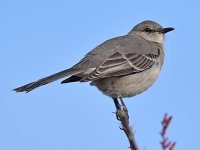 Mockingbird3.jpg