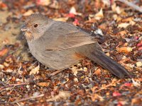 Towhees.jpg