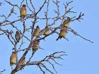 Waxwing.jpg