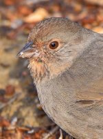 Towhees2.jpg