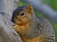 Squirrel.jpg