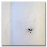 simply-insect.jpg