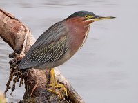 GreenHeron.jpg