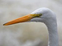 Egret.jpg