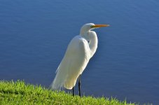 DSC_4932.jpg