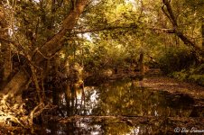 Shaded Stream Reduced.jpg