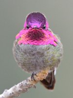 Hummer25.jpg