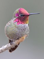 Hummer28.jpg