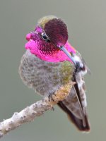Hummer26.jpg