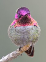 Hummer27.jpg