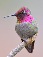 Hummer35.jpg