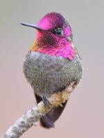 Hummer29.jpg