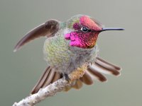 Hummer11.jpg
