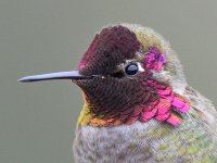 Hummer22.jpg