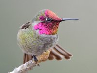 Hummer12.jpg