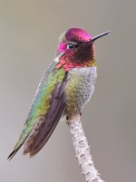 Hummer.jpg