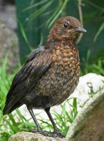 Juvenile Blackbird  Jeff Hardwick.jpg