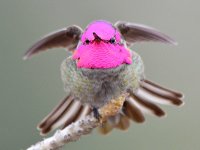 Hummer36.jpg