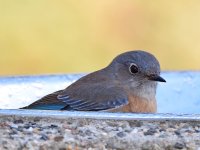 Bluebird2.jpg