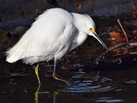 Egret2.jpg