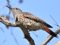 Flicker10.jpg