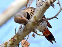 Flicker5.jpg