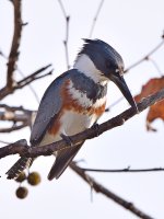 Kingfisher8.jpg
