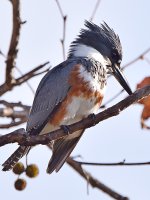 Kingfisher5.jpg