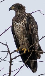 immat eagle.jpg