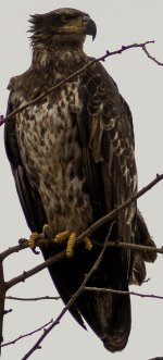 juv eagle.jpg