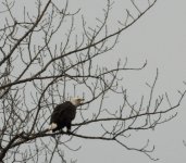 mad eagle.jpg