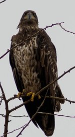 pissed eagle.jpg