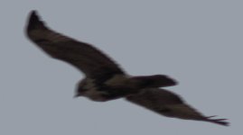 gyr 1.jpg