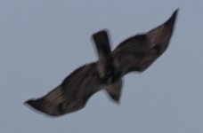 gyr 2.jpg