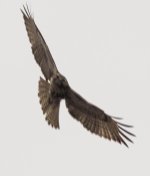 gyr 3.jpg